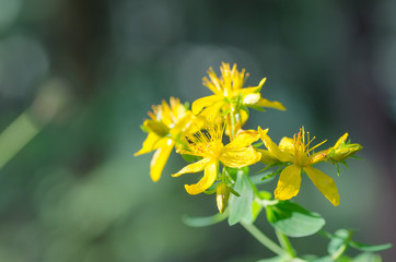 St John's wort  on green background