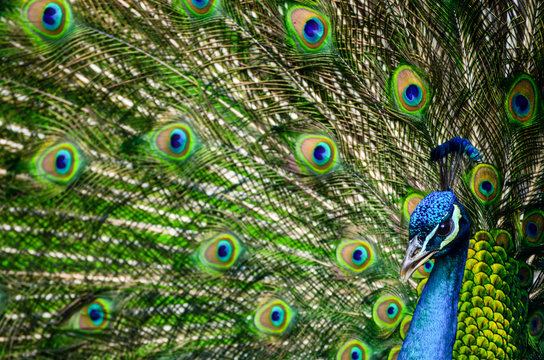 Fototapeta Portrait of beautiful peacock with colorful feathers