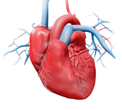 Human heart anatomy