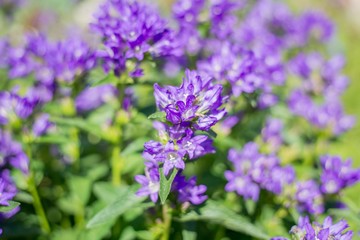 Obraz premium flower