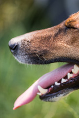 Strong teeth, dog dental hygiene