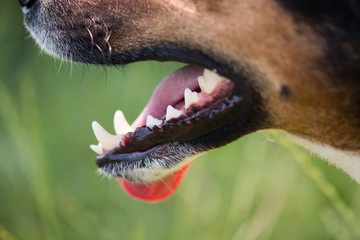 Strong teeth, dog dental hygiene - 67187925