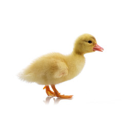 duckling