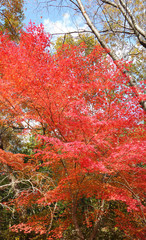 紅葉