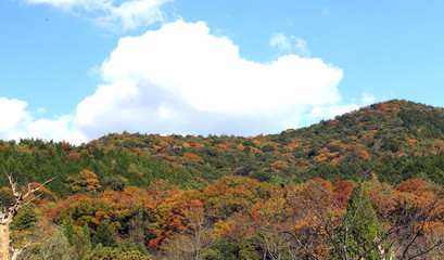 Obraz premium 紅葉の山