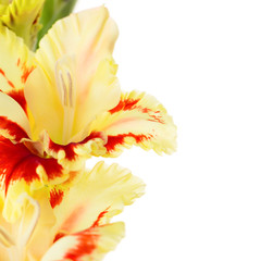 Fototapeta na wymiar Beautiful colorful gladiolus isolated square background