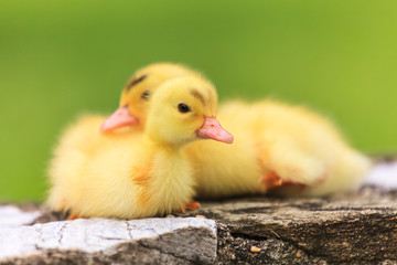 Cute little duckling