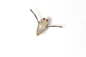 Isolated body of a common backswimmer