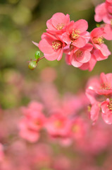 Pink spring floral background