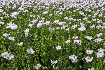 Blooming poppy field. Raw material for food, medicines and drugs