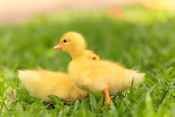 Small ducklings