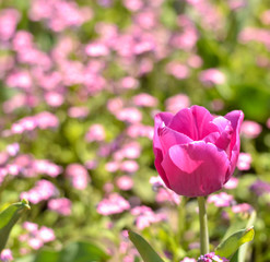 Pink tulip close-up