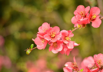 Pink spring flowers