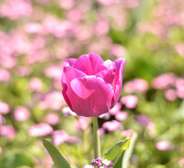 Pink tulip with bokeh