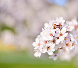 Plum flower macro shot