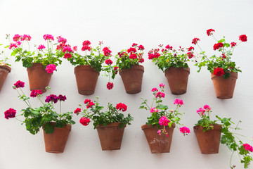 Fototapeta na wymiar Flowerpots and red flower on a white wall with copy space for te