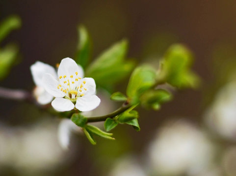 Plum flower macro shot