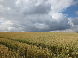 Weizenfeld vor grauem Himmel