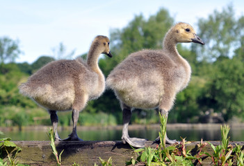Canada Goose Goslings