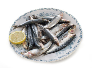 fresh sardine
