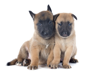 puppies malinois