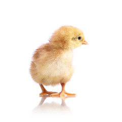 Cute little chicken