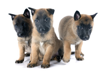 puppies malinois