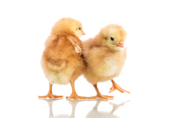 Cute little chickens