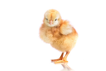 Cute little chicken