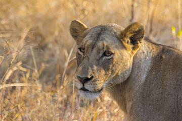 Portrait of a lioness in the wild