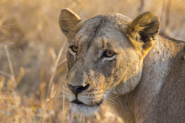 Portrait of a lioness in the wild