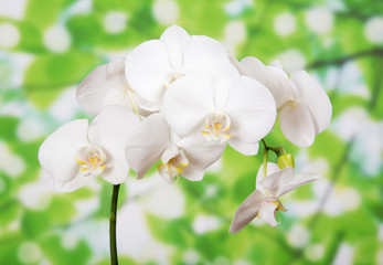 Bud of white orchid