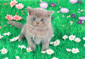 Cute little kitten sitting in floral lawn