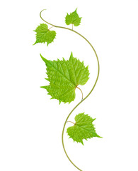 grape leaves © Andrey Smirnov