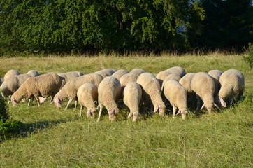 Obraz premium Schafherde