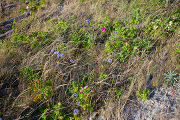 wildflowers on baltic sea cost in Lithuania