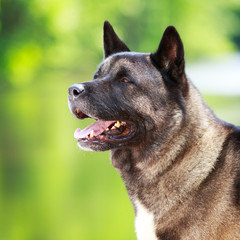 akita dog