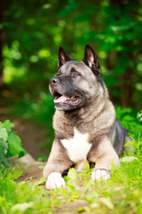 akita dog