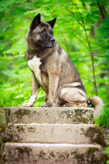 akita dog
