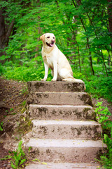 labrador retriever dog