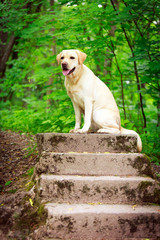 labrador retriever dog
