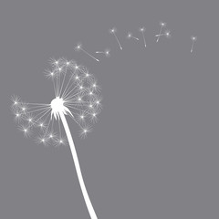 grey vector dandelion illustration