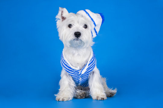 Dog Dressed As A Sailor