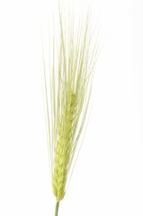 Fototapeta premium Wheat