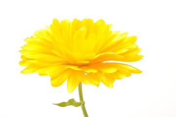  Calendula officinalis