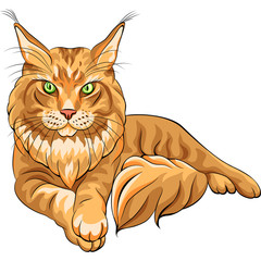Fototapeta premium Vector color sketch fluffy Maine Coon cat
