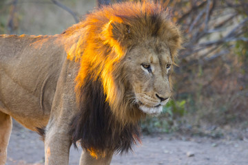 Male lion standing at sunset