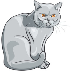vector british blue cat sits and looks seriously