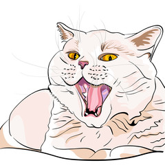 vector British shorthair lilac cat screaming MEOW