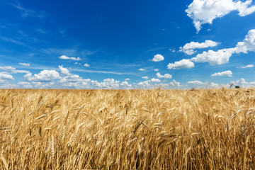 Feld mit Getreide